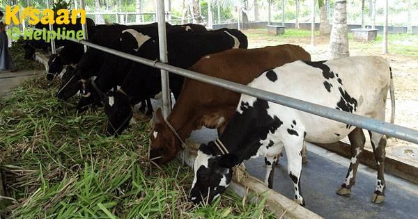 किसानों के लिए अच्छी खबर! डेयरी फार्म खोलने के लिए केंद्र 7 लाख तक का ऋण दे रहा है